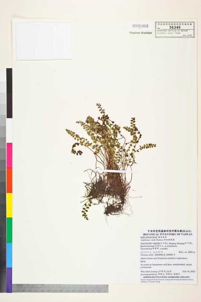 <Unit #41803 Leong, Wai-Chao | 梁慧舟 | 3176:: | Asplenium viride Hudson>