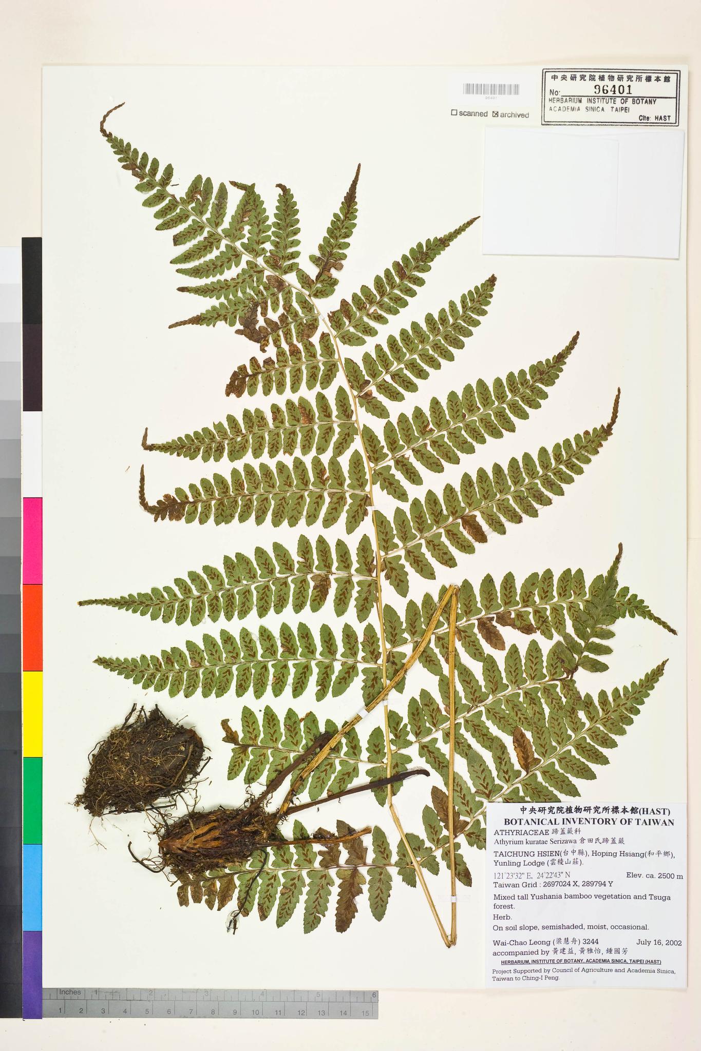 Sample image for viewer