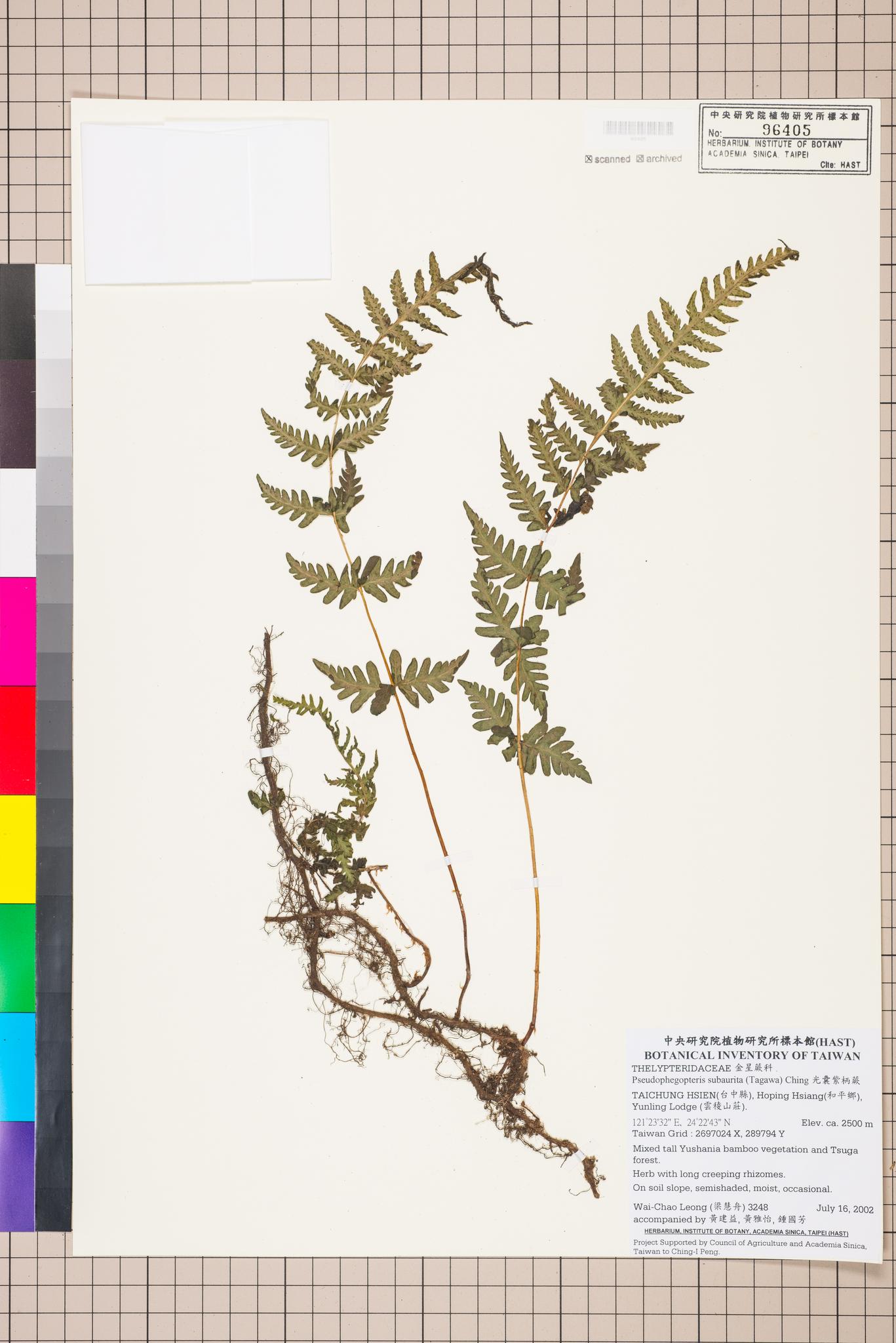 Sample image for viewer