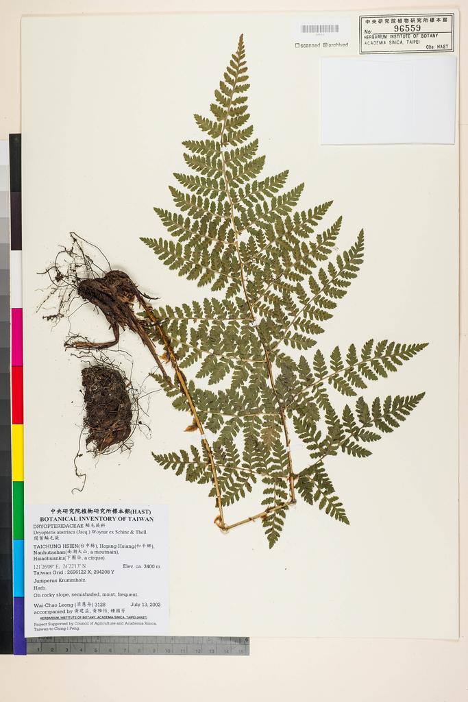 <Unit #43162 Leong, Wai-Chao | 梁慧舟 | 3128:: | Dryopteris austriaca (Jacq.) Wayn. ex Schinz & Thell.>