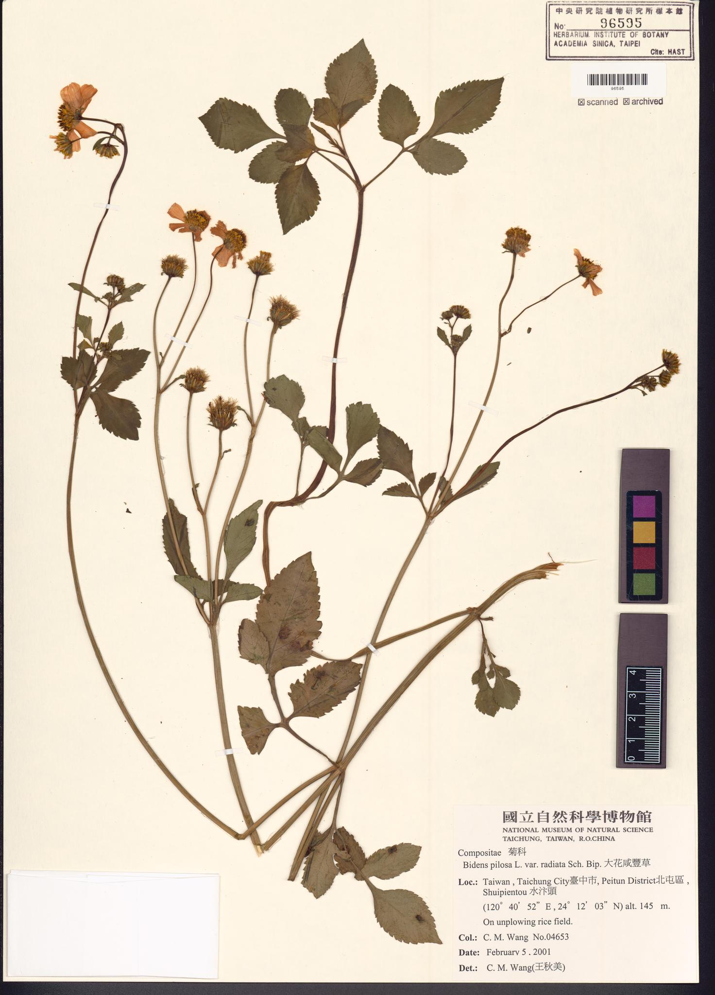 Sample image for viewer