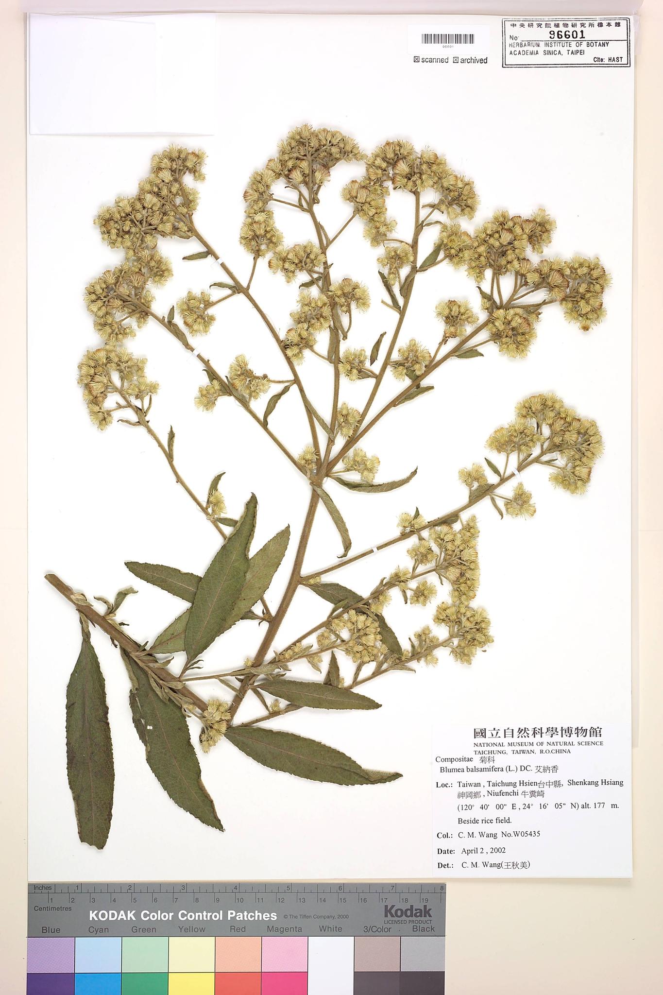 Sample image for viewer