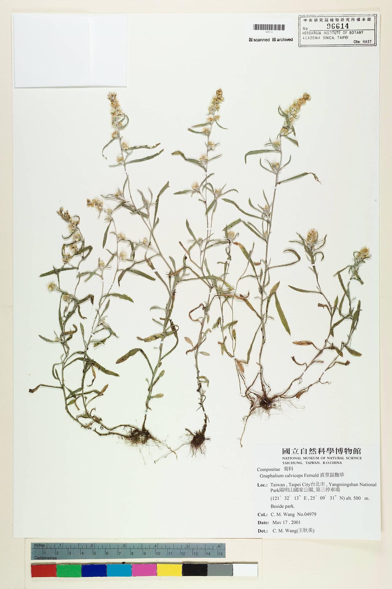 Sample image for viewer