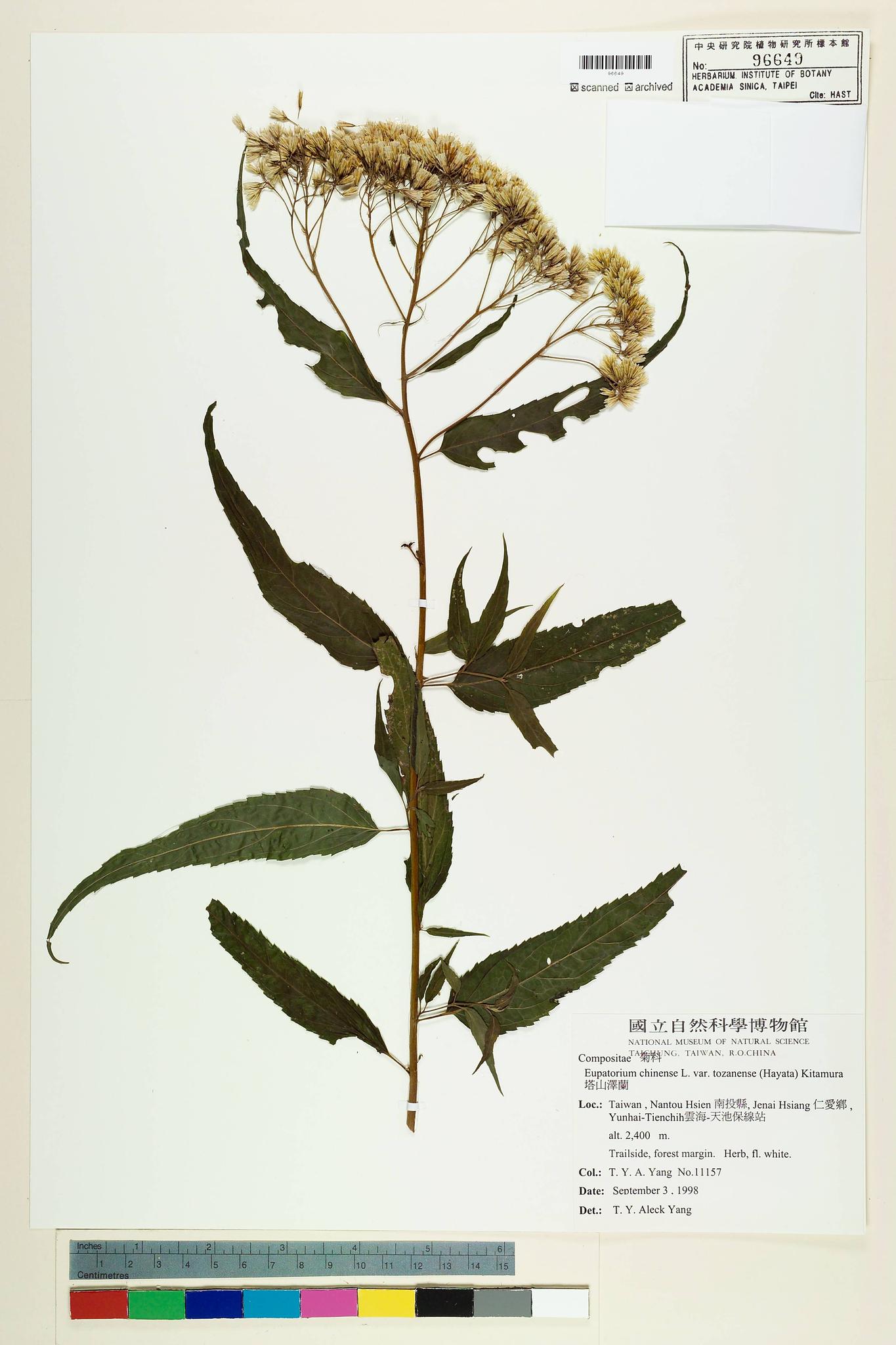 Sample image for viewer