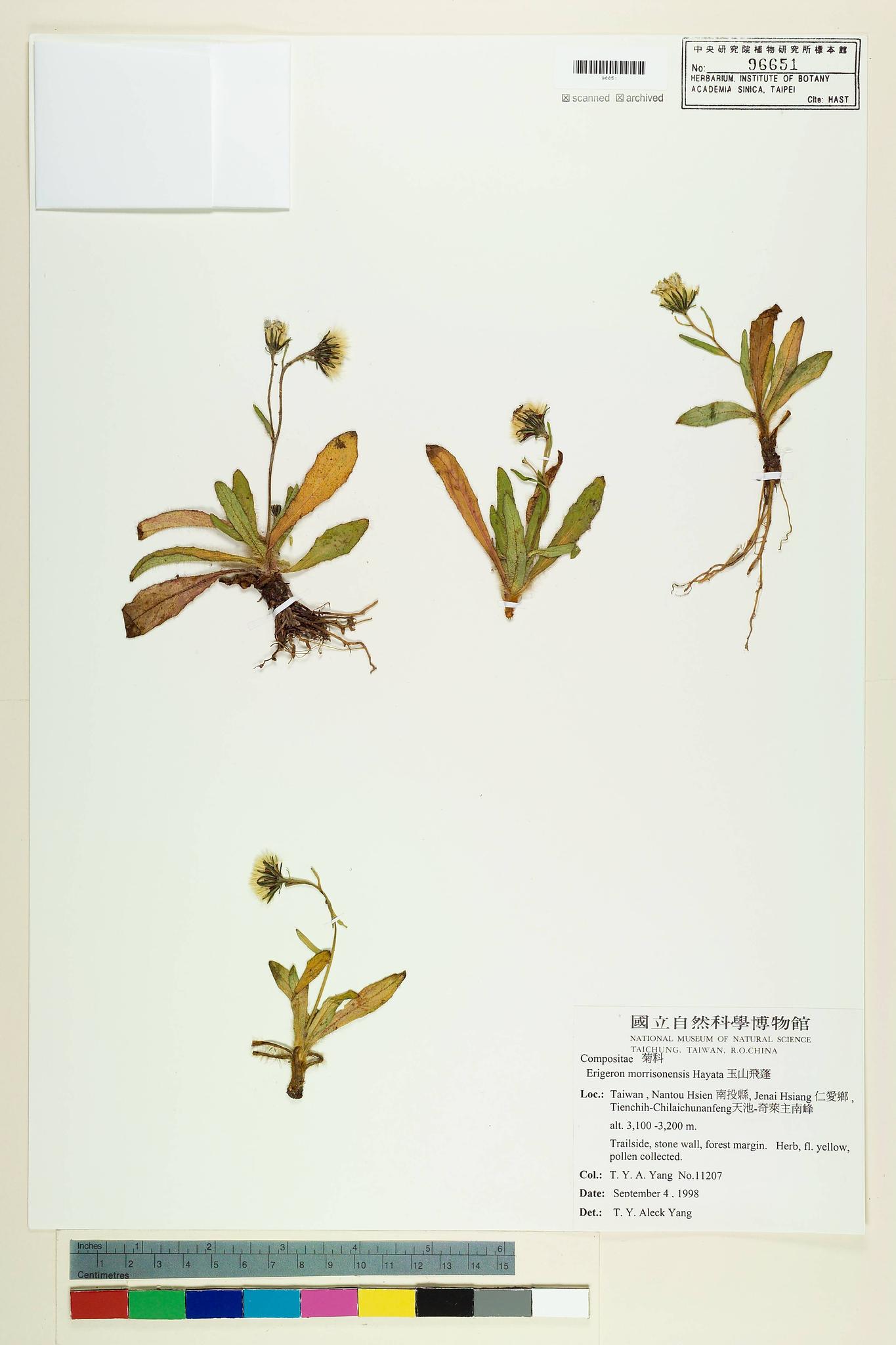 Sample image for viewer