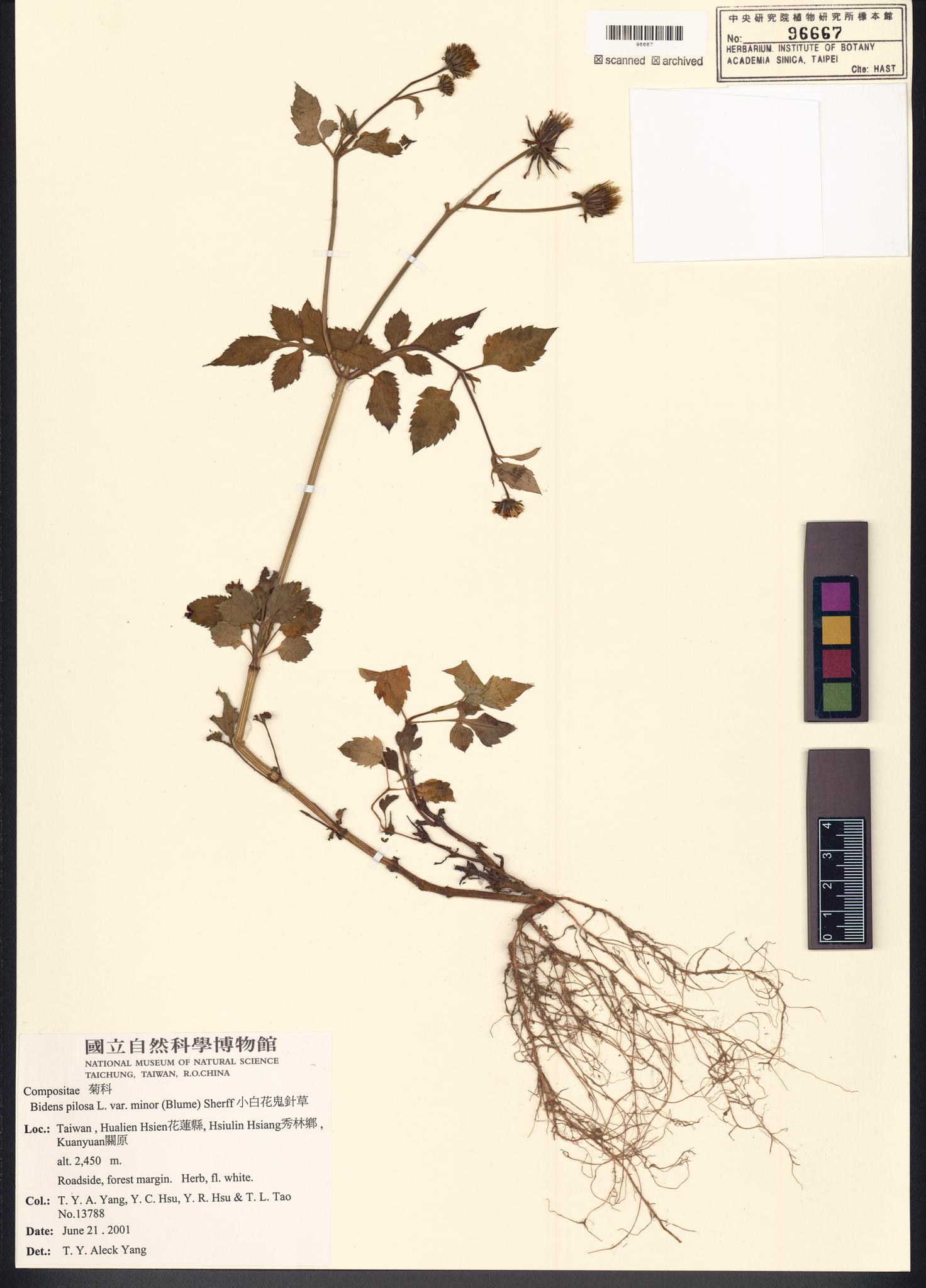 Sample image for viewer