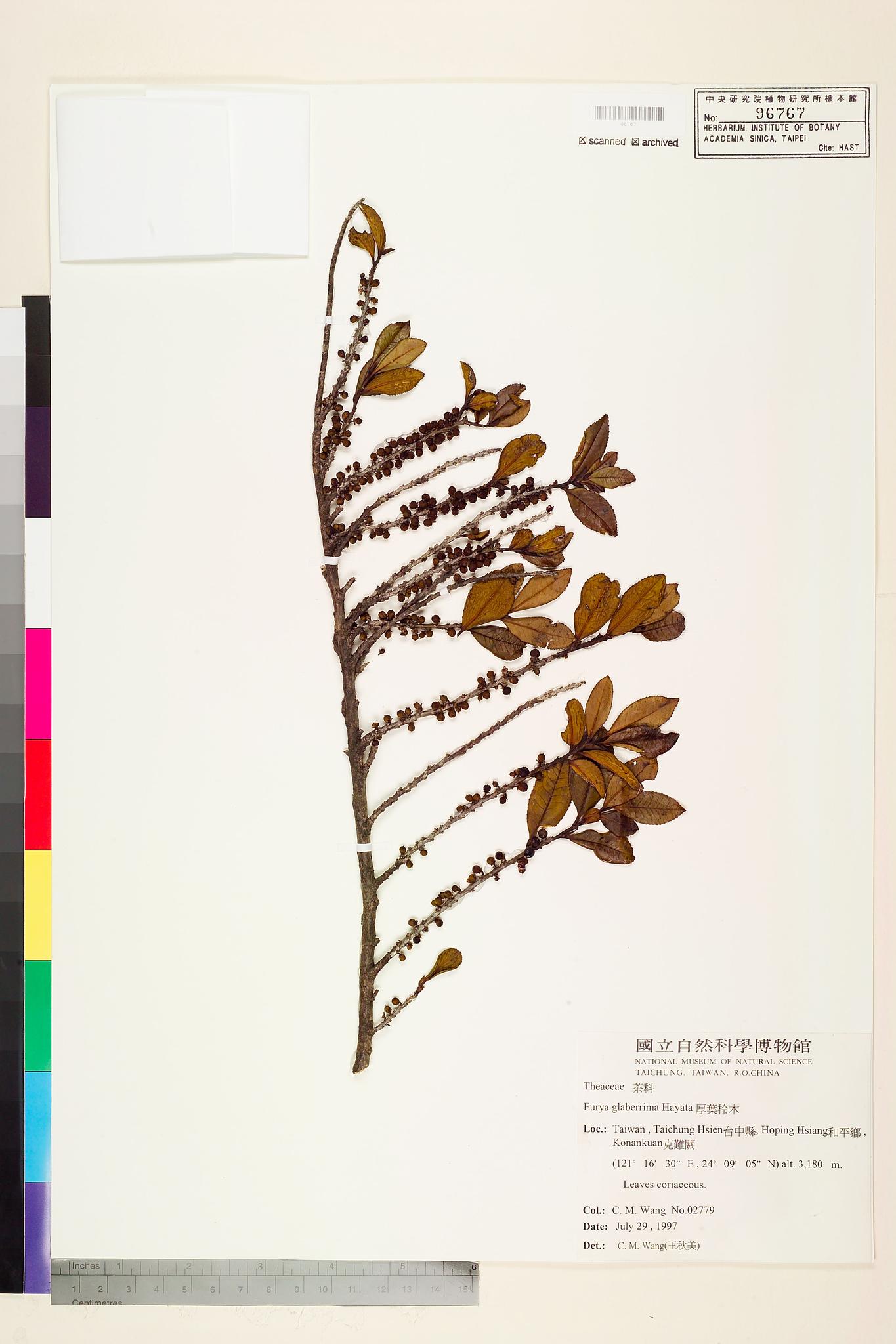 Sample image for viewer