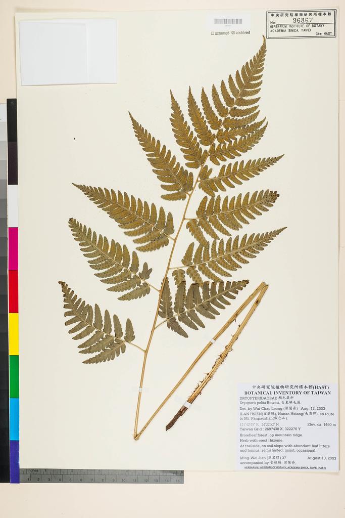 <Unit #46823 Jian, Ming-Wei | 簡名瑋 | 37:: | Dryopteris polita Rosenst.>