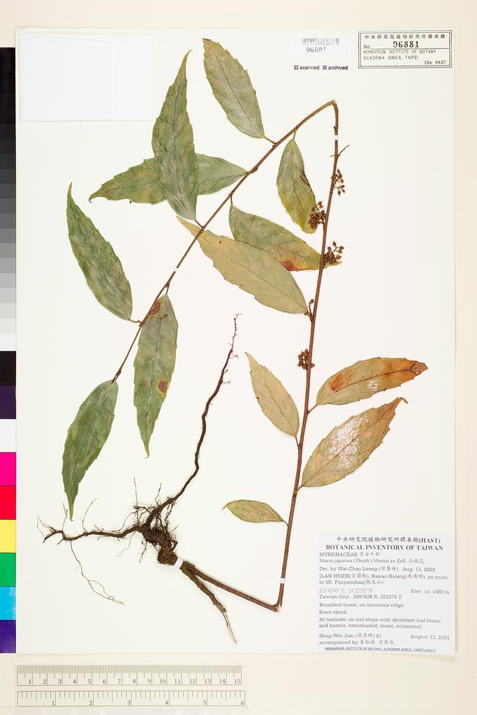<Unit #47957 Jian, Ming-Wei | 簡名瑋 | 51:: | Maesa japonica (Thunb.) Moritzi ex Zoll.>