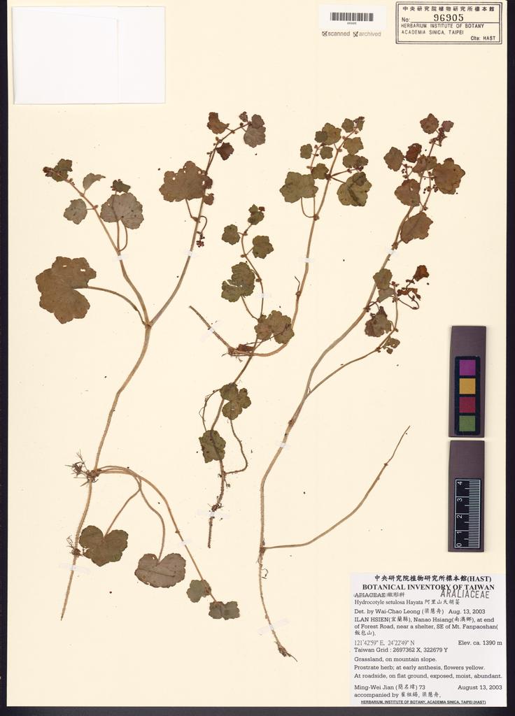 <Unit #44172 Jian, Ming-Wei | 簡名瑋 | 73:: | Hydrocotyle setulosa Hayata>