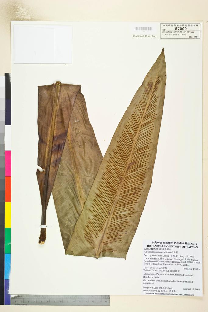 <Unit #50748 Jian, Ming-Wei | 簡名瑋 | 168:: | Asplenium antiquum Makino>