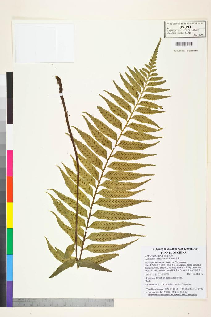 <Unit #48706 Leong, Wai-Chao | 梁慧舟 | 3649:: | Asplenium serricula Fée>
