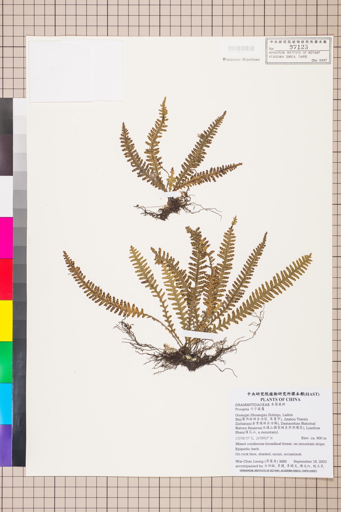 Specimen image