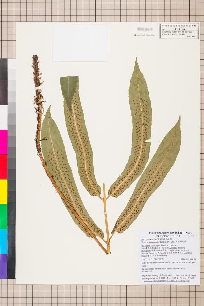 <Unit #51329 Leong, Wai-Chao | 梁慧舟 | 3696:: | Dryopteris enneaphylla (Baker) C. Chr.>
