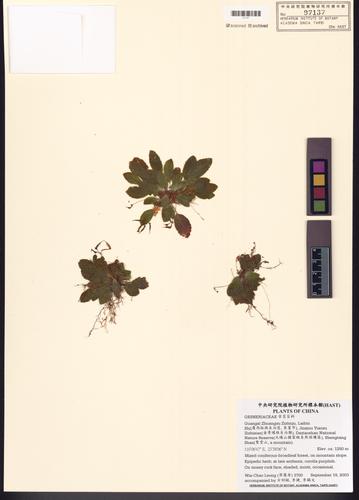 GESNERIACEAE