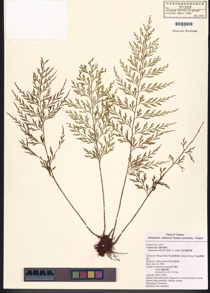 <Unit #52953 Wu, Sheng-chieh | 吳聖傑 | 1810:: | Asplenium wilfordii Mett. ex Kuhn.>