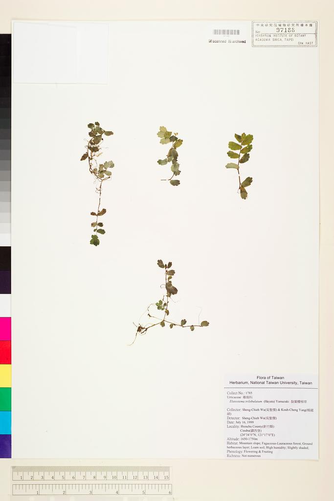 <Unit #52317 Wu, Sheng-chieh | 吳聖傑 | 1785:: | Elatostema trilobulatum (Hayata) Yamazaki>
