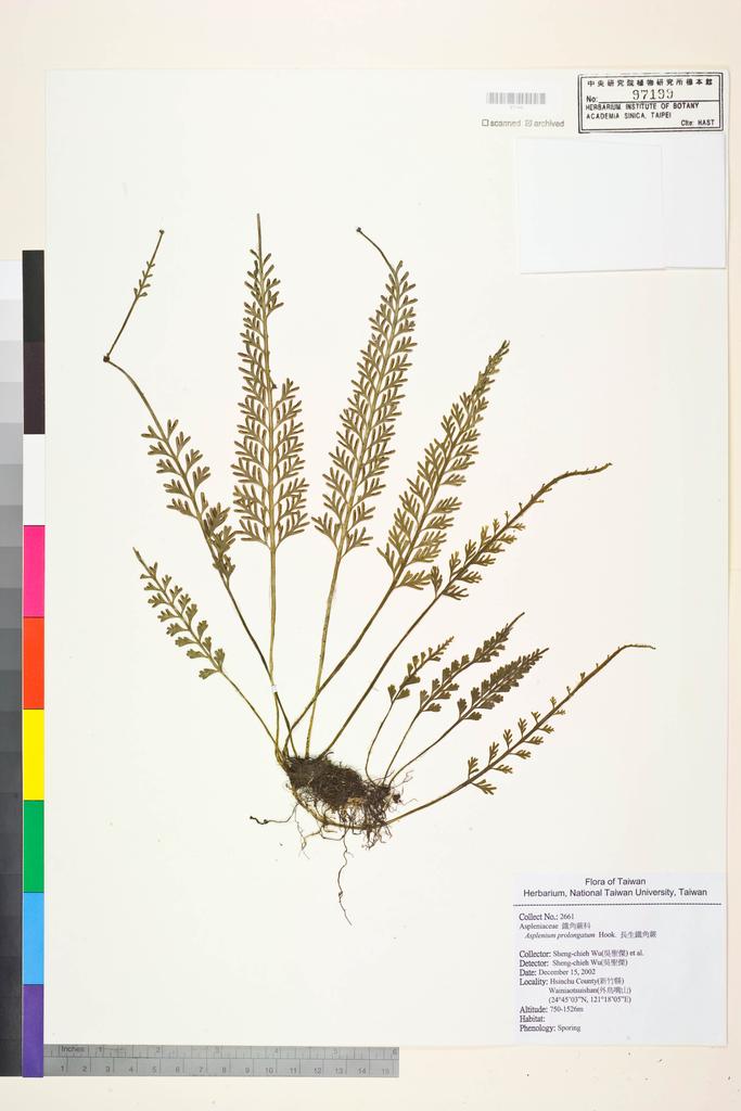 <Unit #52912 Wu, Sheng-chieh | 吳聖傑 | 2661:: | Asplenium prolongatum Hook.>
