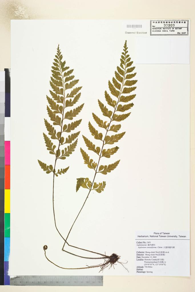 <Unit #52661 Wu, Sheng-chieh | 吳聖傑 | 2651:: | Asplenium cuneatiforme Christ>