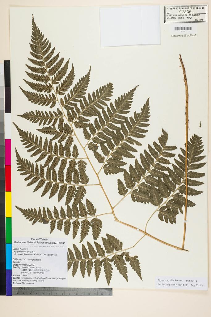 <Unit #53084 Huang, Ya-Yi | 黃雅怡 | 1313:: | Dryopteris polita Rosenst.>