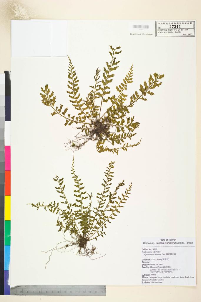 <Unit #51550 Huang, Ya-Yi | 黃雅怡 | 1322:: | Asplenium laciniatum D. Don>