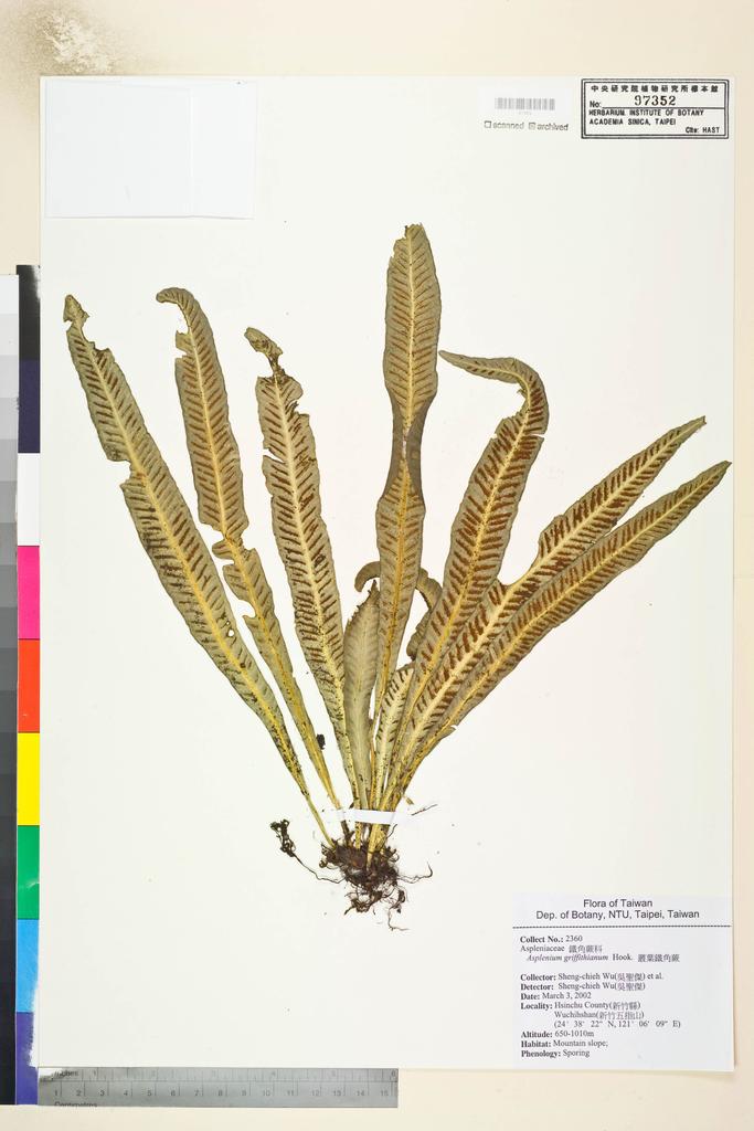<Unit #53149 Wu, Sheng-chieh | 吳聖傑 | 2360:: | Asplenium griffithianum Hook.>