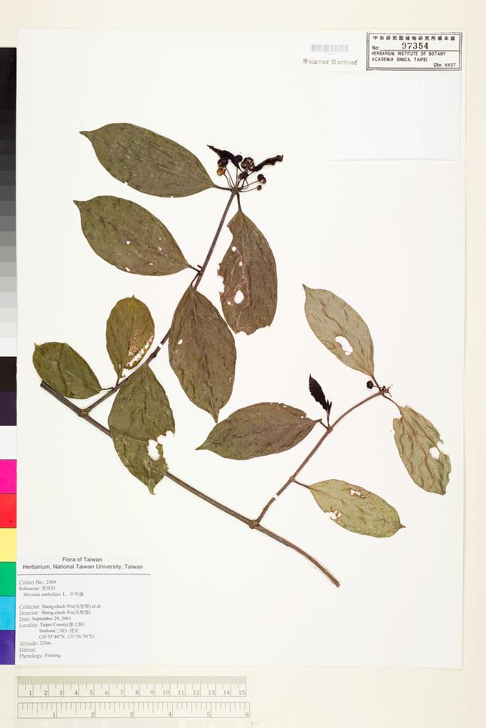 <Unit #52497 Wu, Sheng-chieh | 吳聖傑 | 2369:: | Morinda umbellata L.>