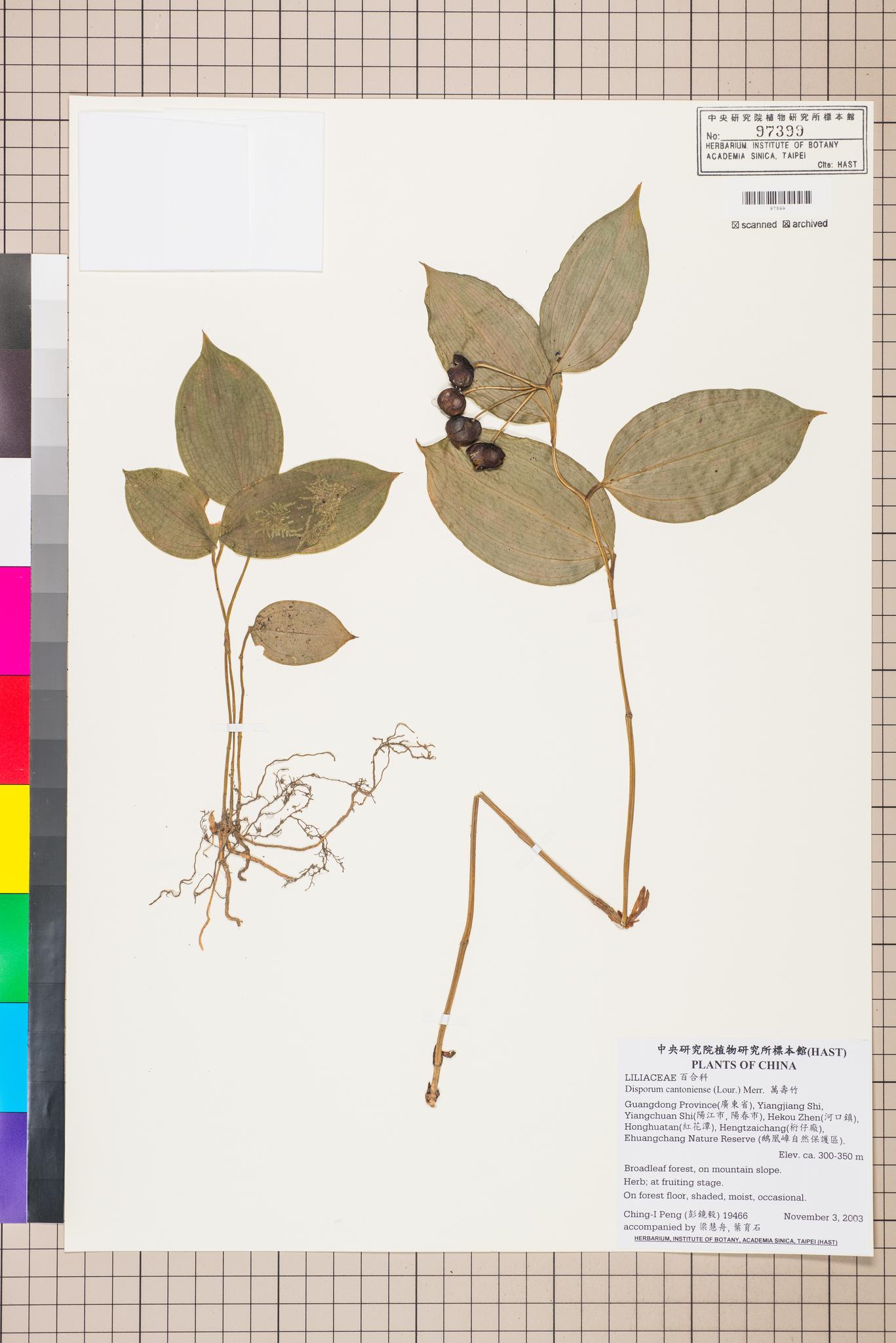 Sample image for viewer