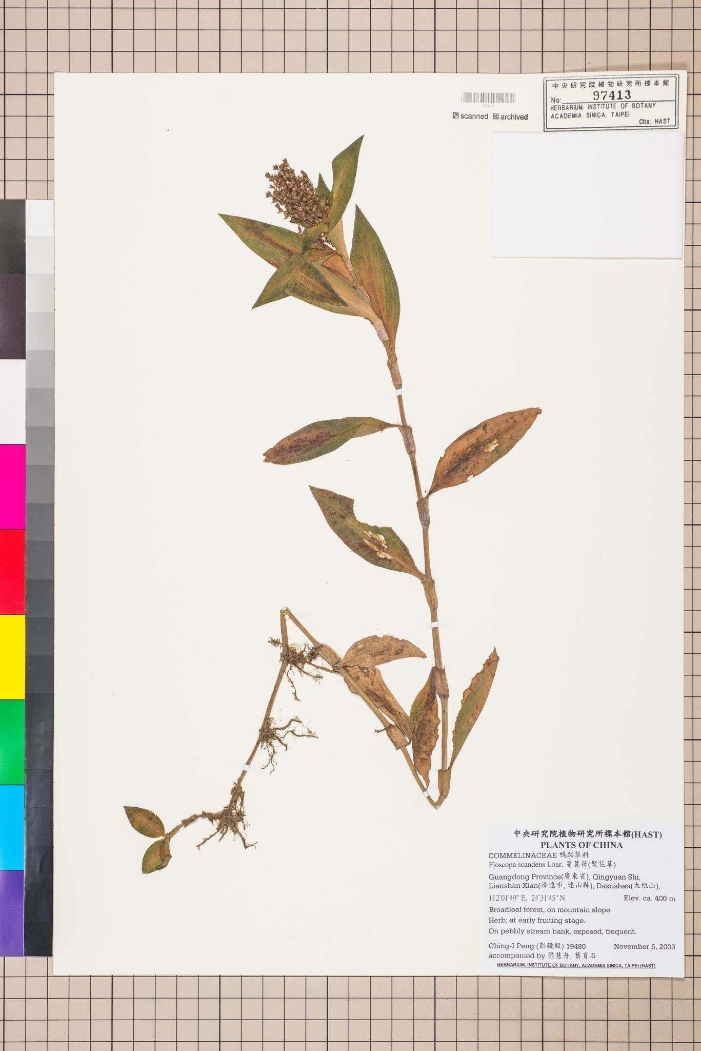 Sample image for viewer