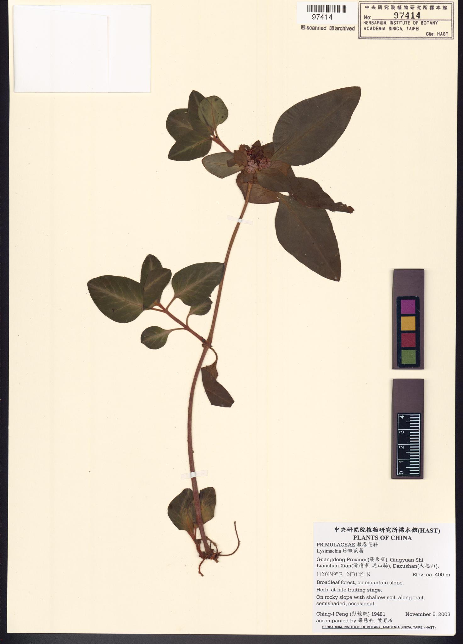 Sample image for viewer