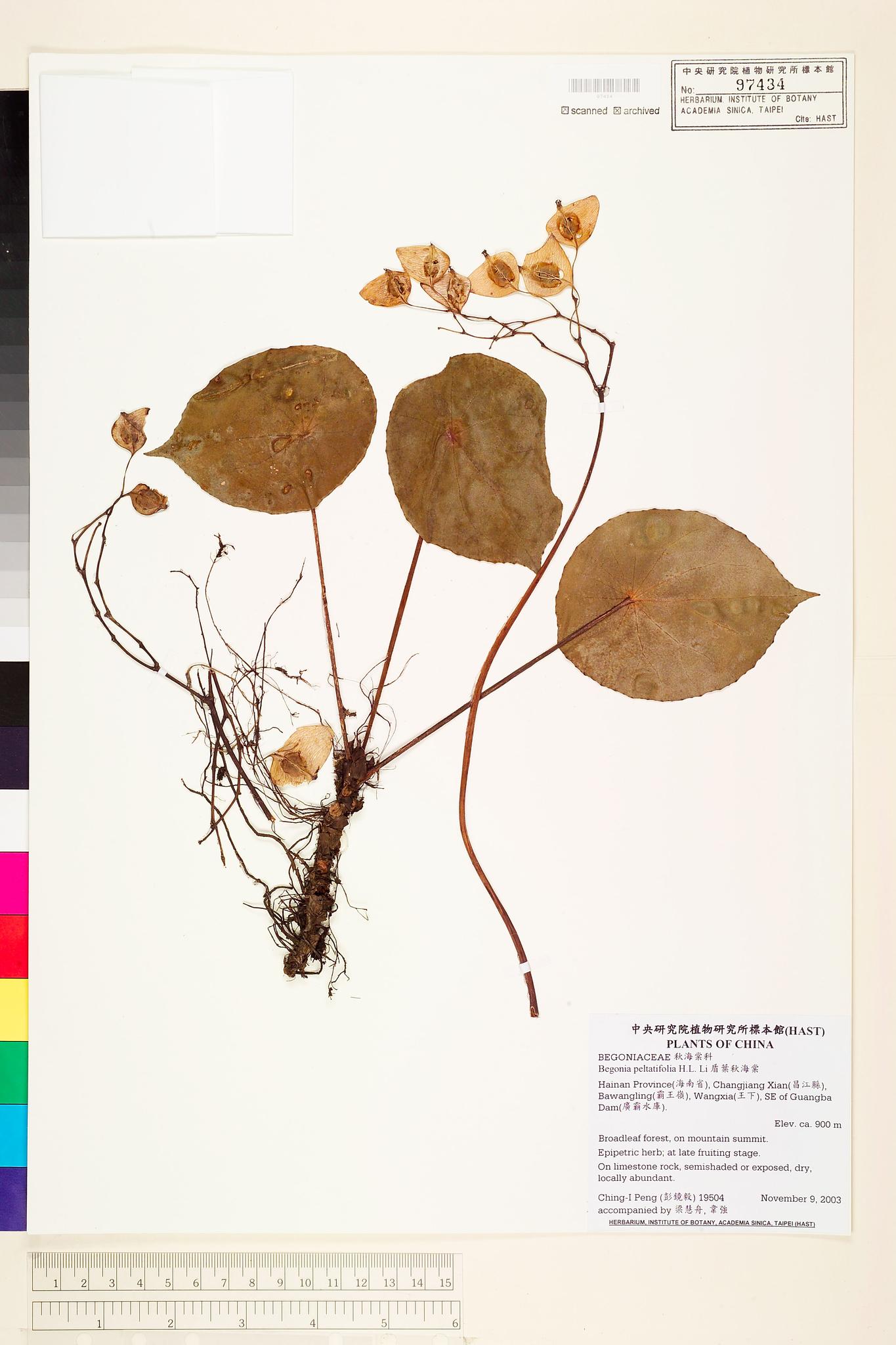 Sample image for viewer