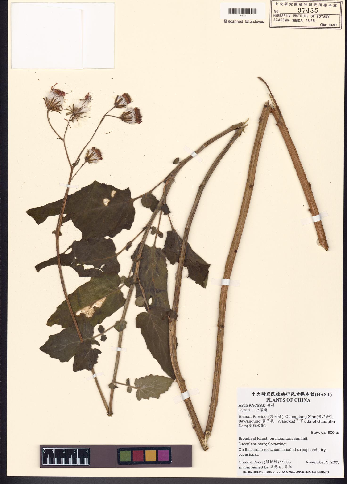 Sample image for viewer