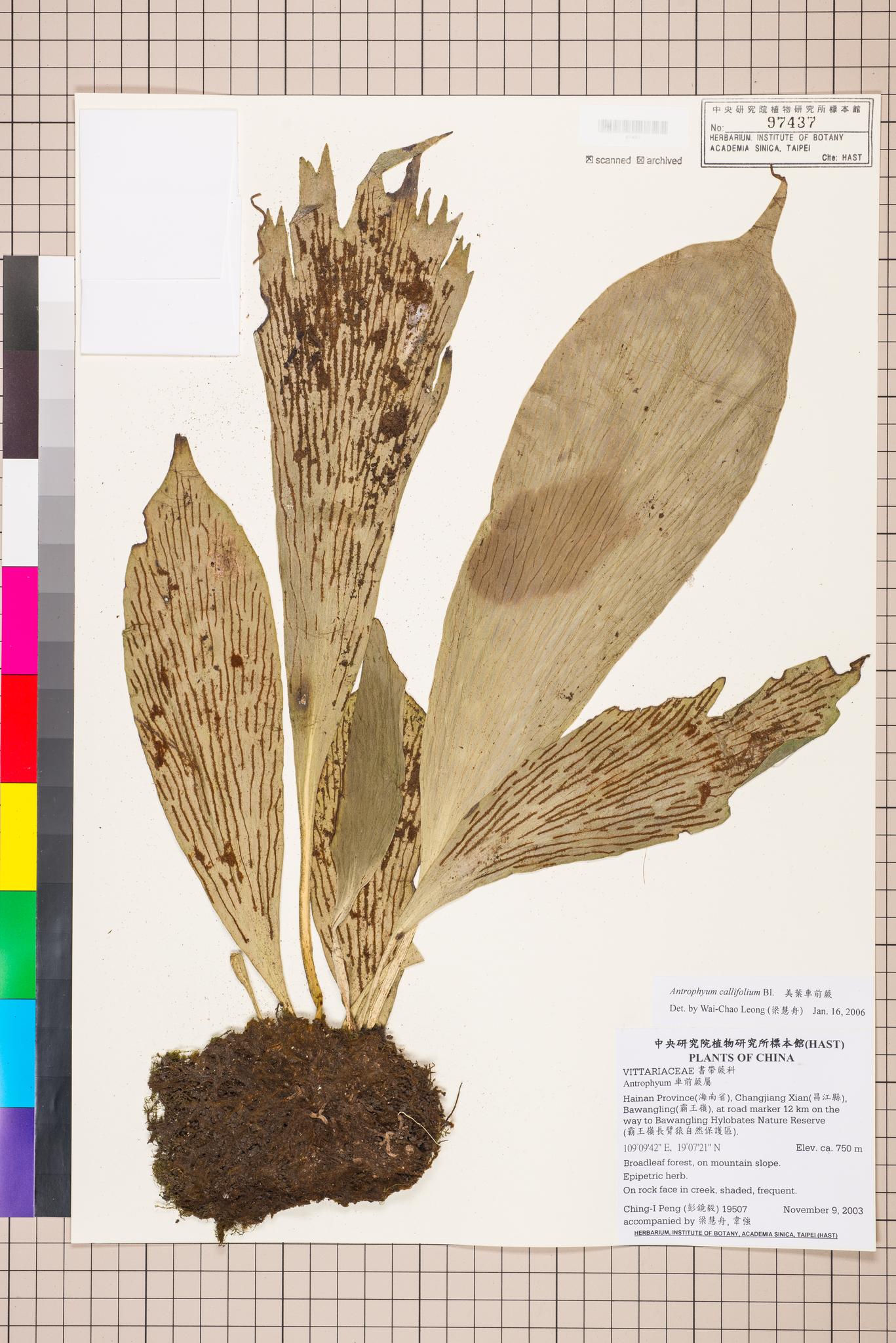 Sample image for viewer