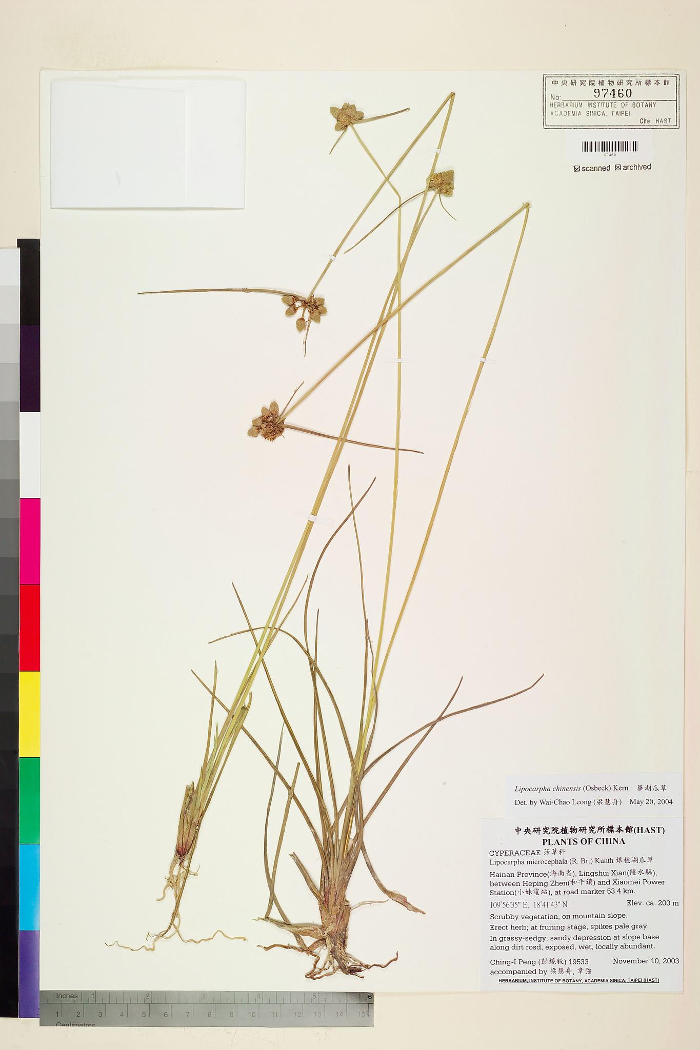 Sample image for viewer