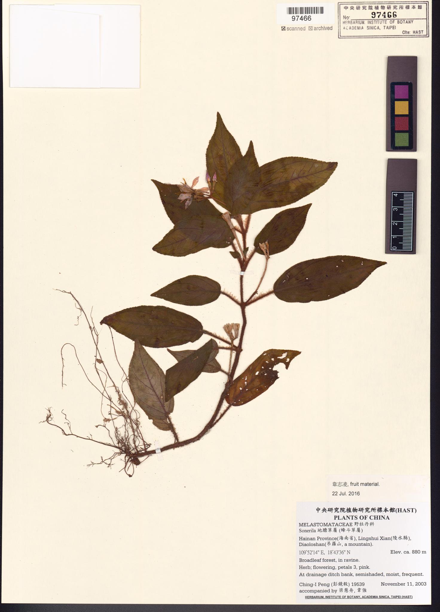 Sample image for viewer