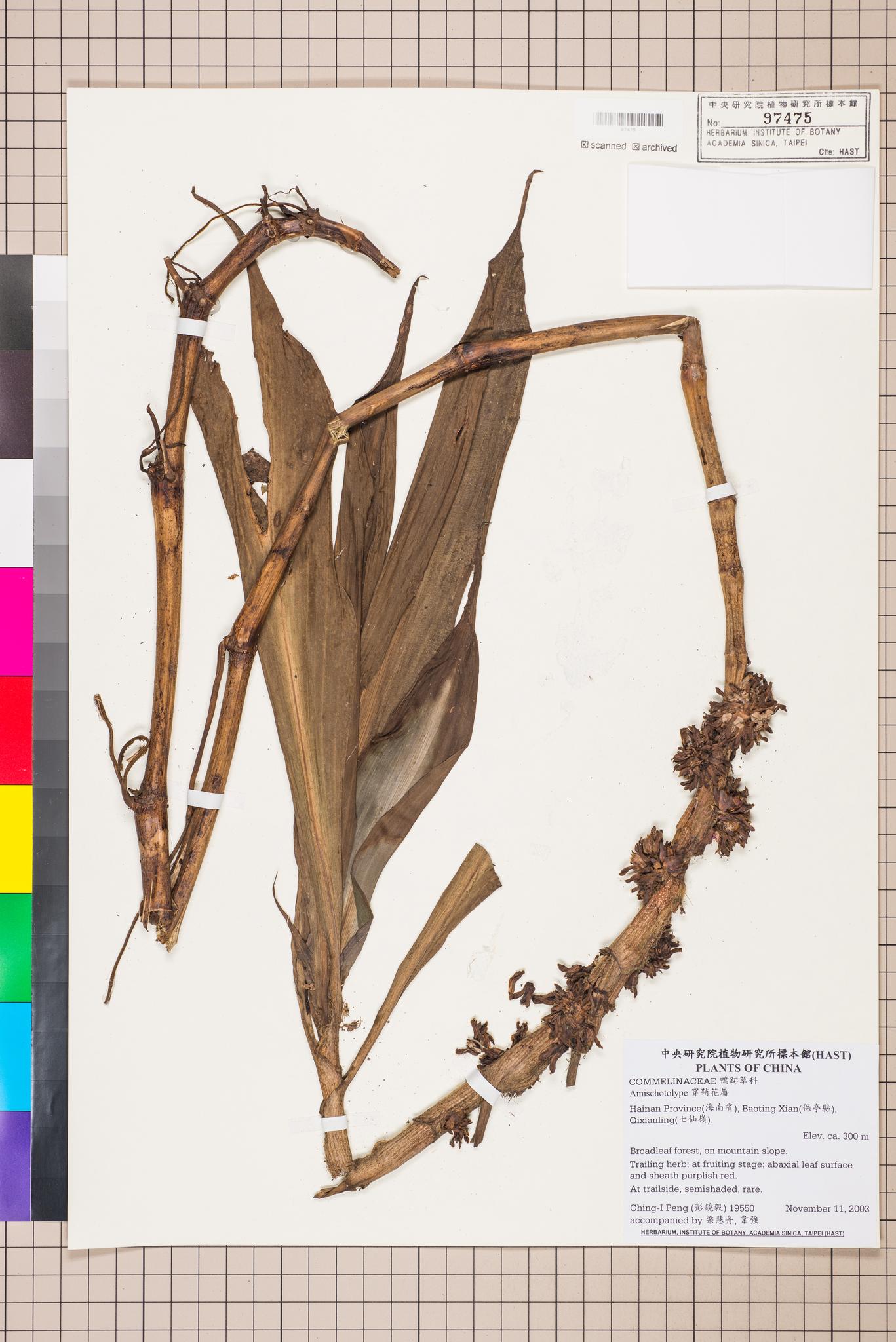 Sample image for viewer