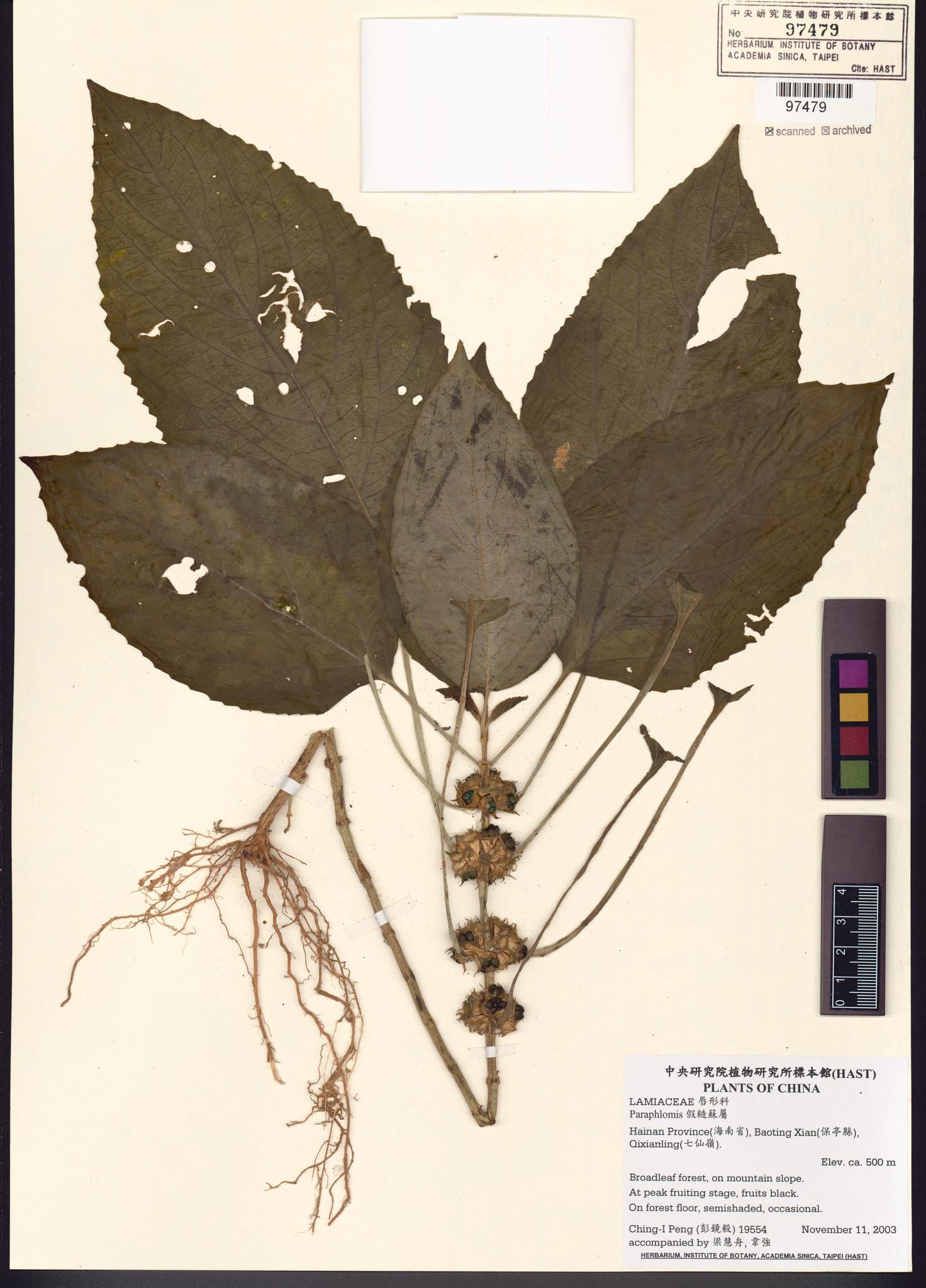Specimen image