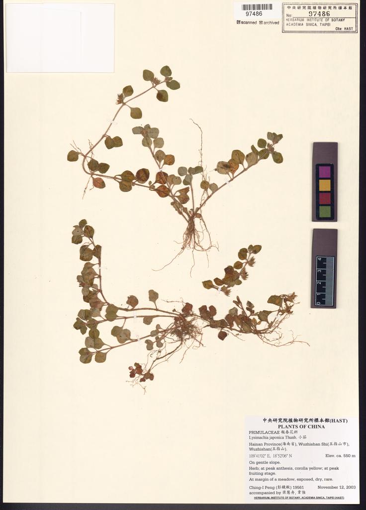 <Unit #51194 Peng, Ching-I | 彭鏡毅 | 19561:: | Lysimachia japonica Thunb.>