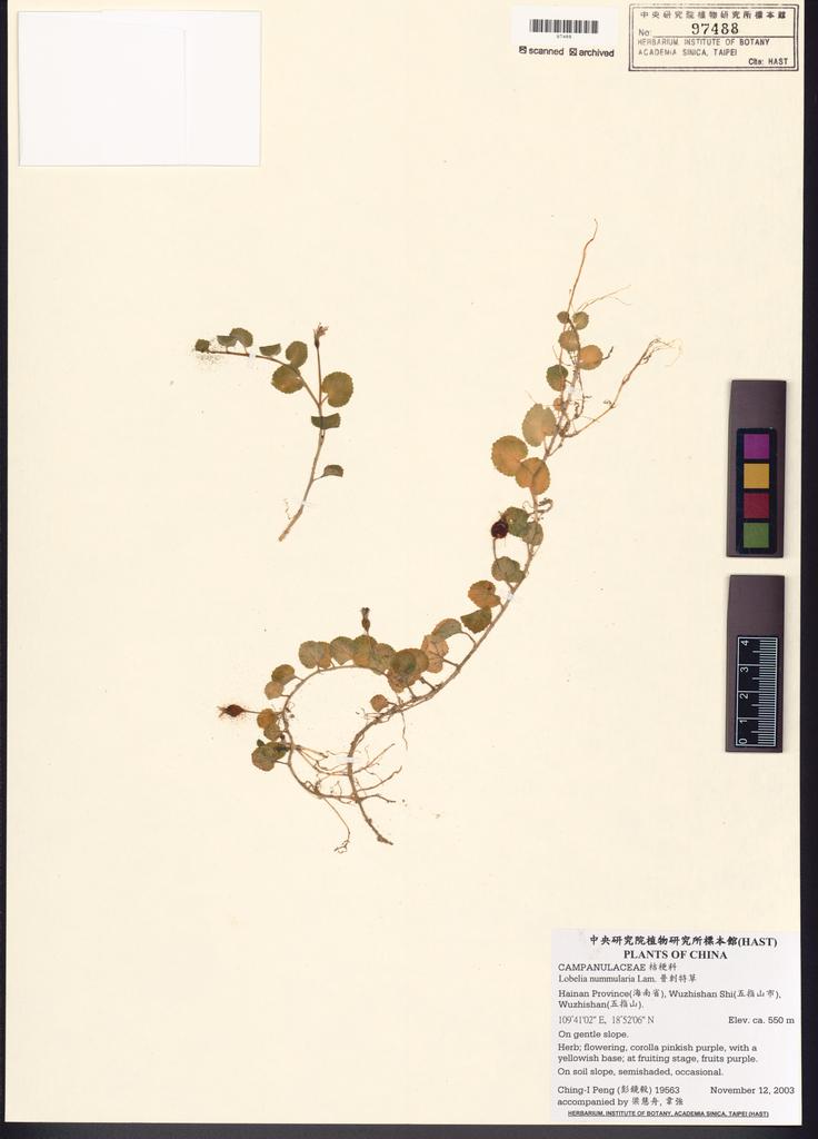 <Unit #51197 Peng, Ching-I | 彭鏡毅 | 19563:: | Lobelia nummularia Lam.>