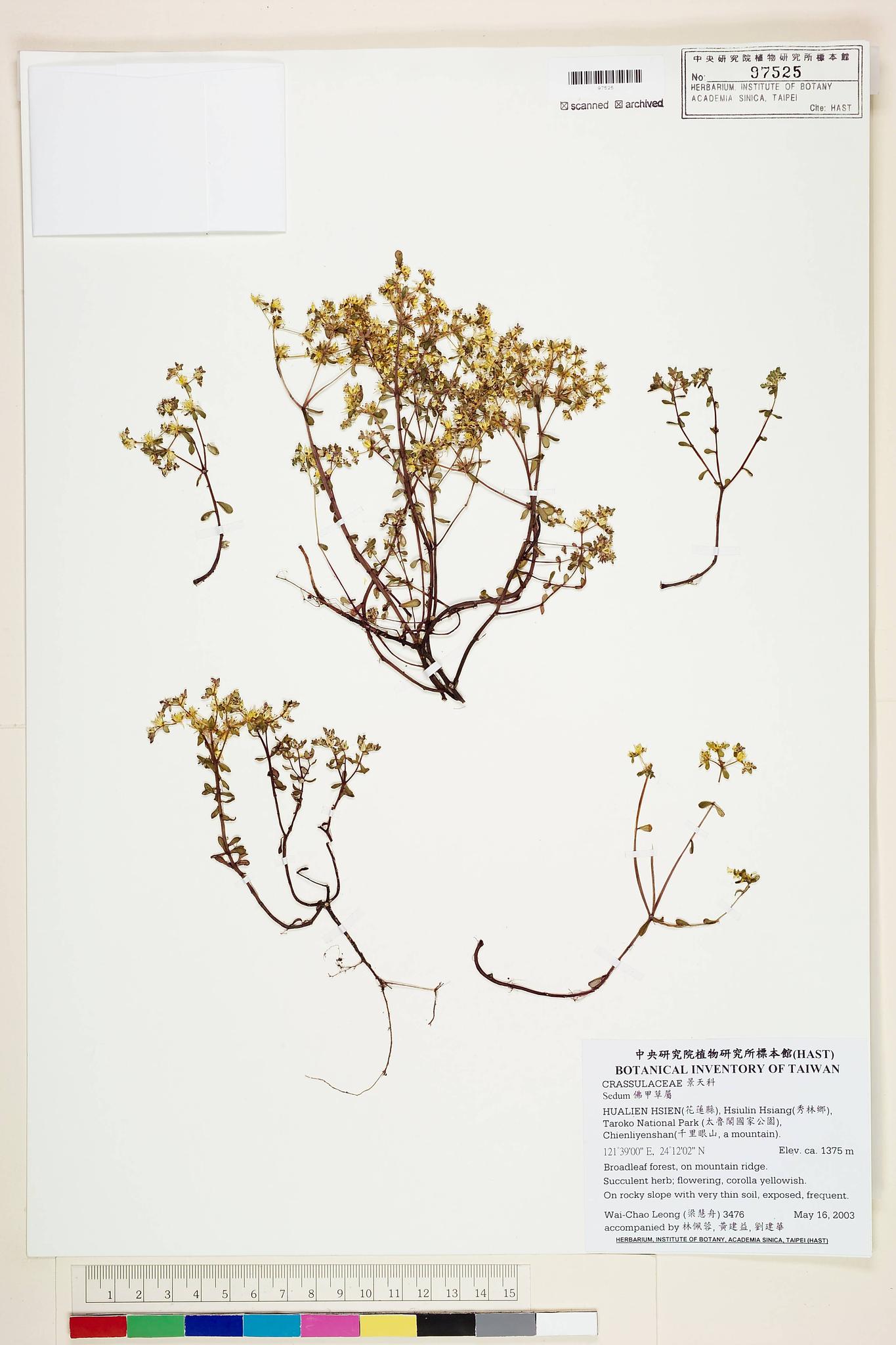 Sample image for viewer