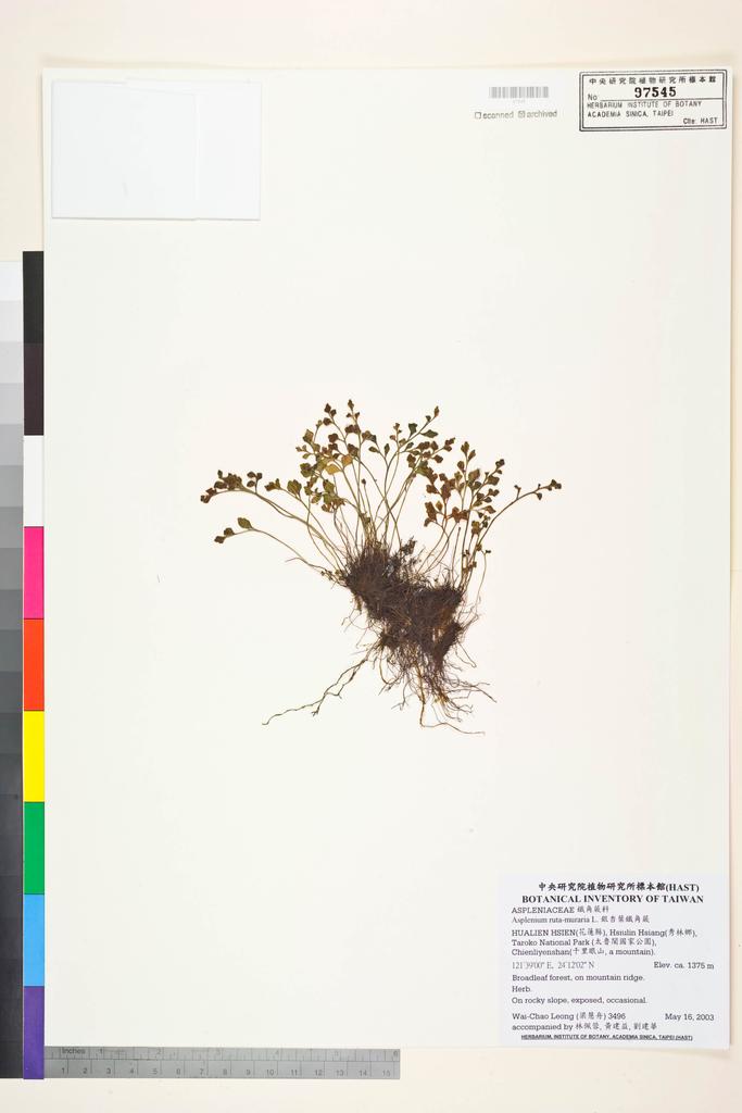 <Unit #43445 Leong, Wai-Chao | 梁慧舟 | 3496:: | Asplenium ruta-muraria L.>