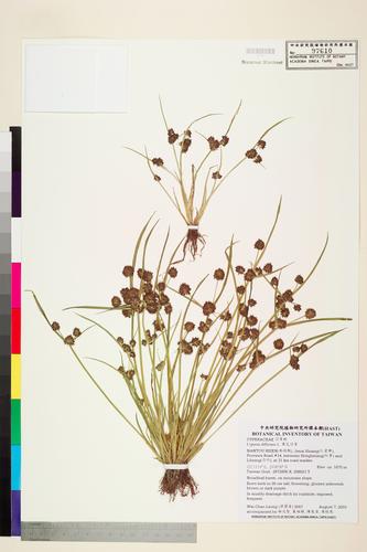 Cyperus difformis L.
