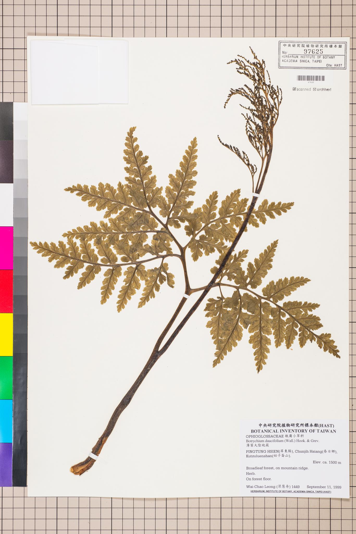 Sample image for viewer