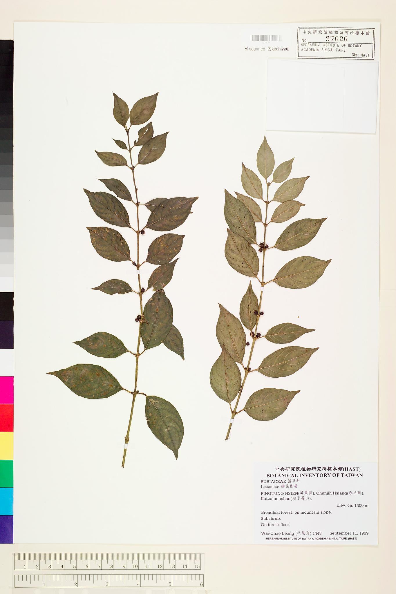 Sample image for viewer