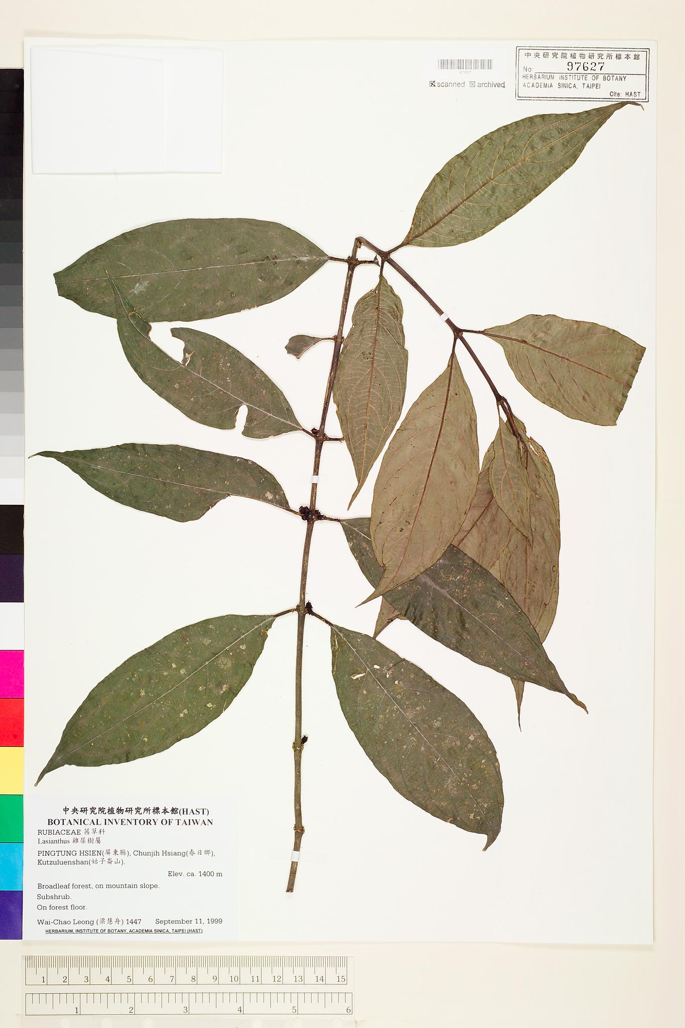 Sample image for viewer