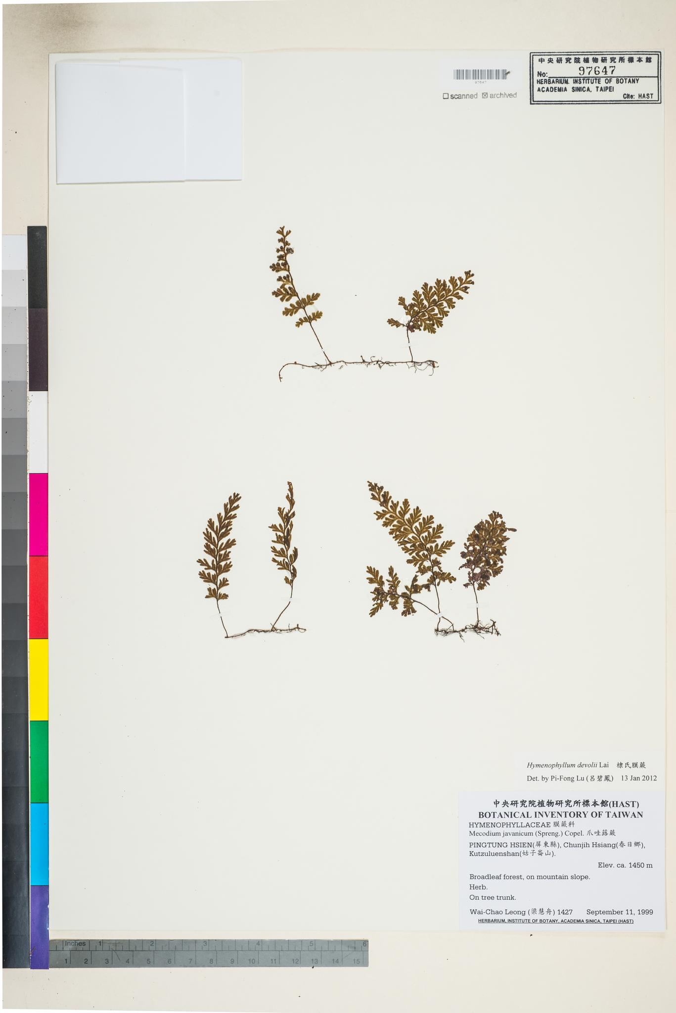 Sample image for viewer