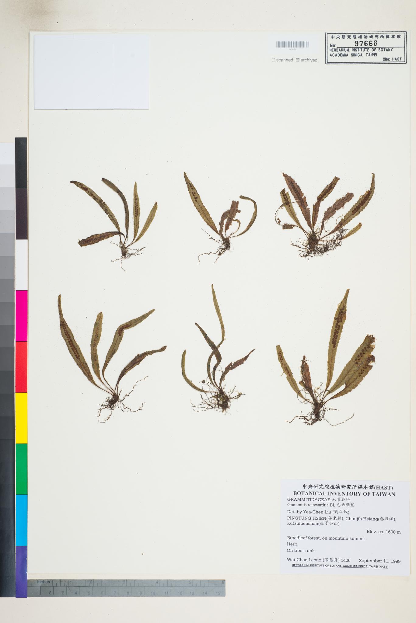 Sample image for viewer