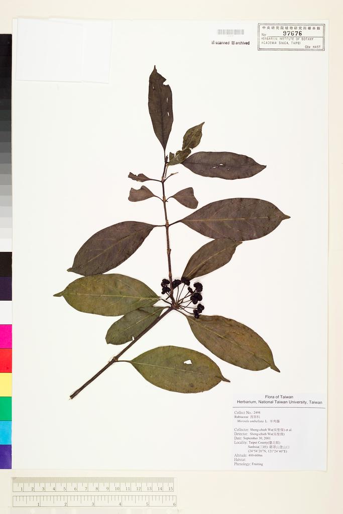 <Unit #51599 Wu, Sheng-chieh | 吳聖傑 | 2498:: | Morinda umbellata L.>