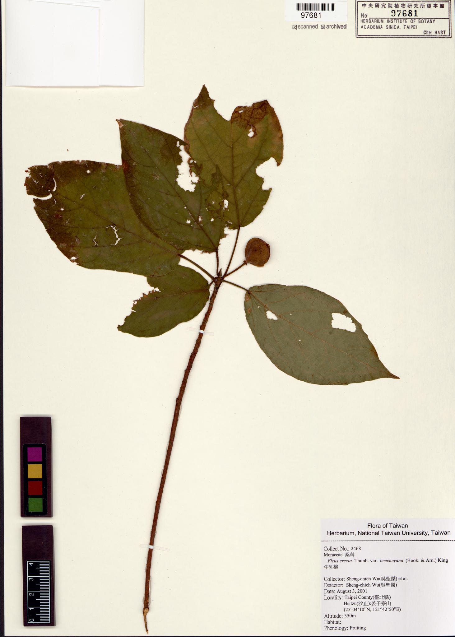 Sample image for viewer