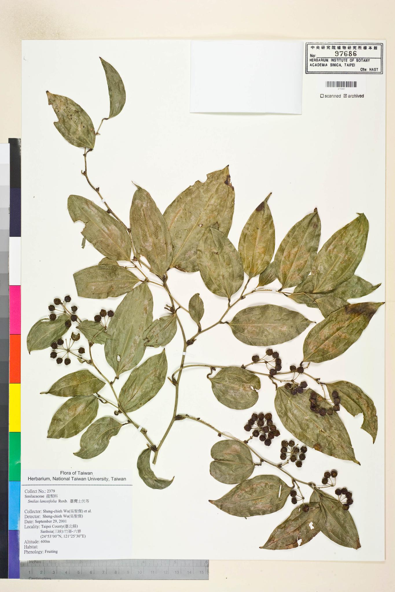 Sample image for viewer